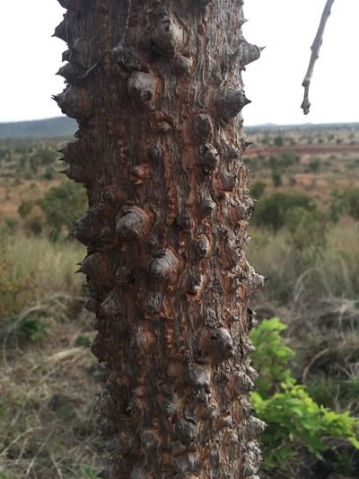 Bombax costatum, photographed by Mike Musgrave