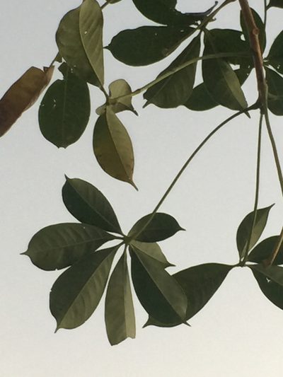 Bombax costatum, photographed by Mike Musgrave