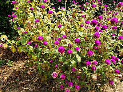 Gomphrena globosa, photographed by Jody Shugart
