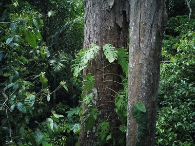 Monstera dubia, photographed by Letizia Weichgrebe