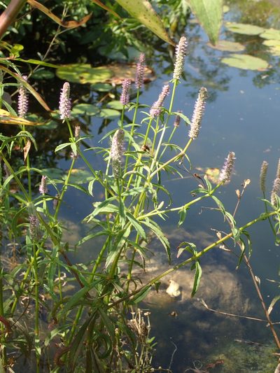 Pogostemon stellatus, photographed by 葉子