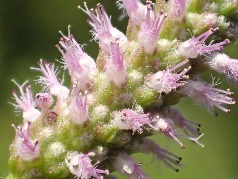 Pogostemon stellatus, photographed by 葉子