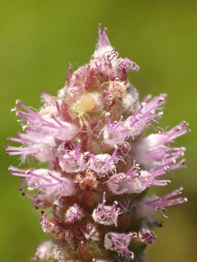 Pogostemon stellatus, photographed by 葉子