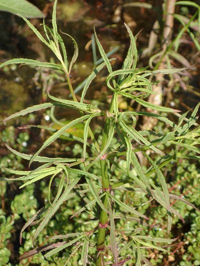 Pogostemon stellatus, photographed by 葉子