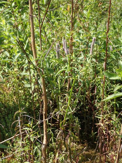 Pogostemon stellatus, photographed by 葉子