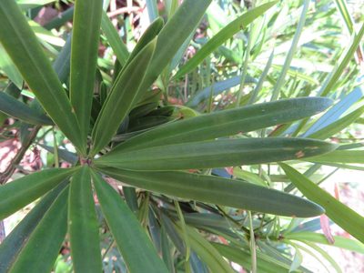 Podocarpus macrophyllus, photographed by Marco Mussita