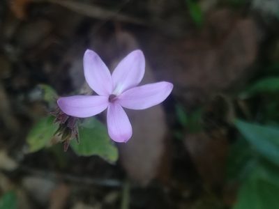 Pseuderanthemum praecox, photographed by Erick Vélez Sánchez
