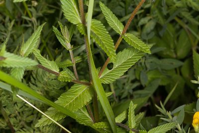Rhinanthus freynii, photographed by Drepanostoma