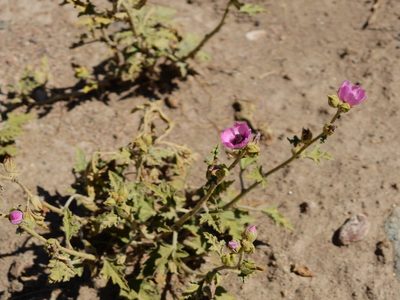 Sphaeralcea mendocina, photographed by Guillermo Debandi
