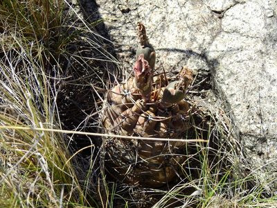 Gymnocalycium striglianum, photographed by Guillermo Debandi
