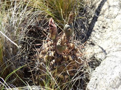 Gymnocalycium striglianum, photographed by Guillermo Debandi