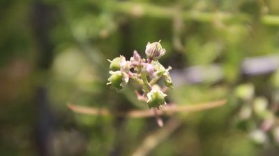Hybanthus fruticulosus, photographed by Millie Basden