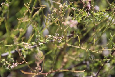 Hybanthus fruticulosus, photographed by Millie Basden