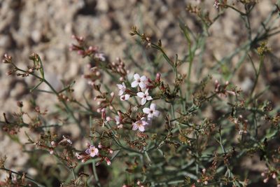 Stenotis brevipes, photographed by Millie Basden