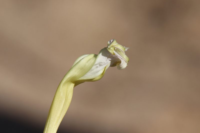 Ipomoea tastensis, photographed by Millie Basden