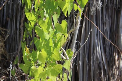 Ipomoea tastensis, photographed by Millie Basden