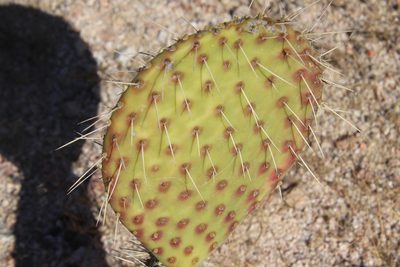 Opuntia comonduensis, photographed by Millie Basden
