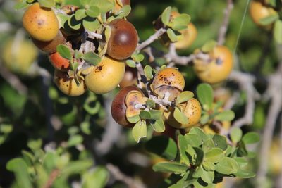 Diospyros intricata, photographed by Millie Basden