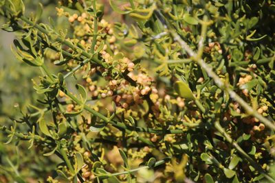 Phoradendron brachystachyum, photographed by Millie Basden