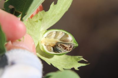Gossypium klotzschianum, photographed by Millie Basden