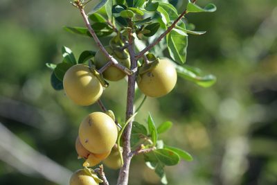 Diospyros intricata, photographed by Amber M. King