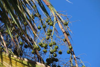 Brahea brandegeei, photographed by Millie Basden