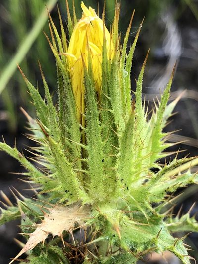 Berkheya carlinoides, photographed by Dave U