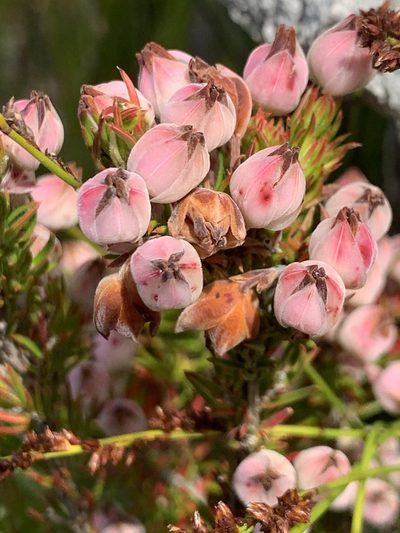 Erica holosericea, photographed by Matthew Fainman
