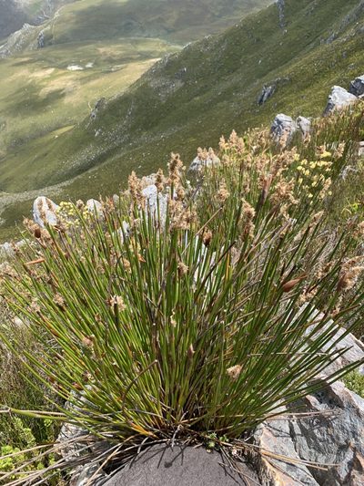 Ceratocaryum caespitosum, photographed by Matthew Fainman