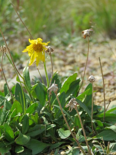 Arnica lessingii, photographed by Elaine Wolshock/Matthew Fook