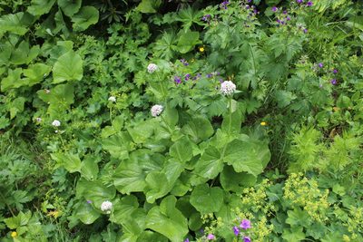 Valeriana alliariifolia, photographed by Dmitriy Bochkov