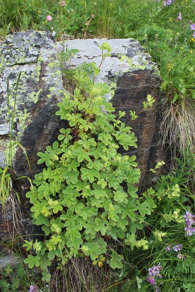 Potentilla brachypetala, photographed by Dmitriy Bochkov