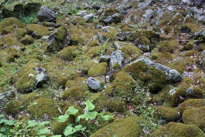 Valeriana alliariifolia, photographed by Dmitriy Bochkov