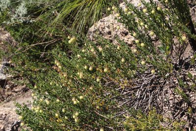 Roepera sessilifolia, photographed by Tony Rebelo