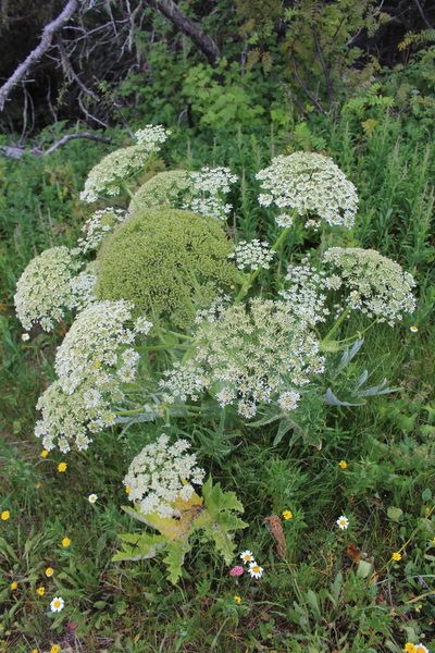Heracleum leskovii, photographed by Dmitriy Bochkov