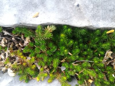 Selaginella wrightii, photographed by Francisco Martínez González