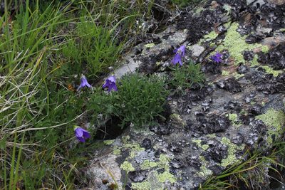 Campanula saxifraga, photographed by Dmitriy Bochkov