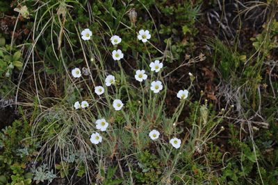 Cherleria circassica, photographed by Dmitriy Bochkov