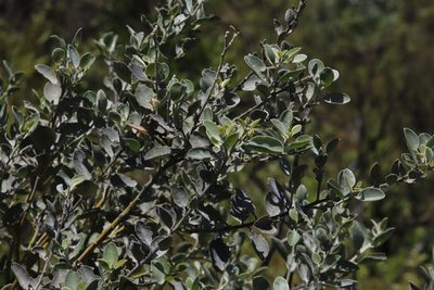 Podalyria amoena, photographed by Tony Rebelo