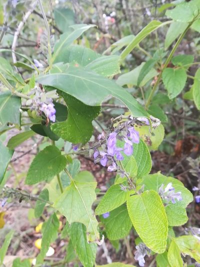 Salvia urolepis, photographed by Francisco Martínez González