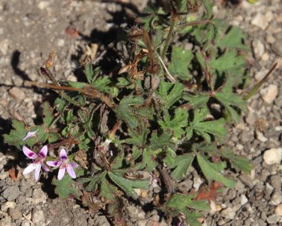 Pelargonium columbinum, photographed by Tony Rebelo