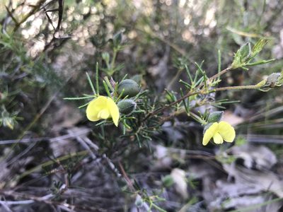 Gompholobium tomentosum, photographed by Ann Bentley