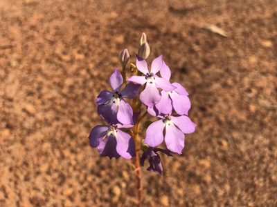 Isotoma hypocrateriformis, photographed by Ann Bentley