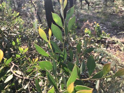 Acacia celastrifolia, photographed by Ann Bentley