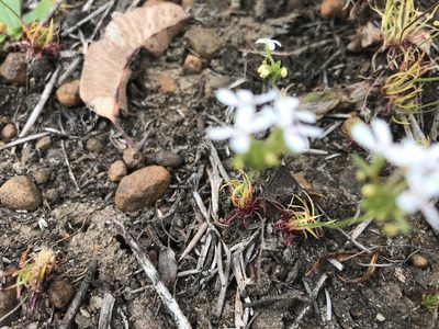 Stylidium guttatum, photographed by Ann Bentley