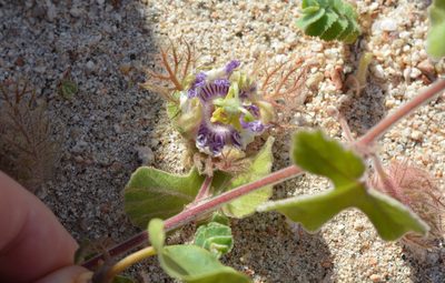 Passiflora arida, photographed by Amber M. King