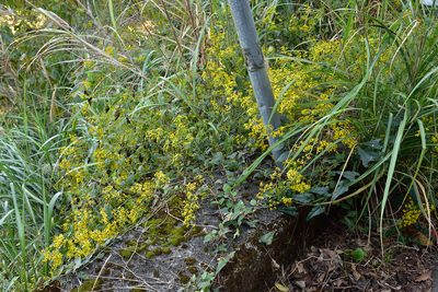 Senecio scandens, photographed by 國立臺灣博物館
