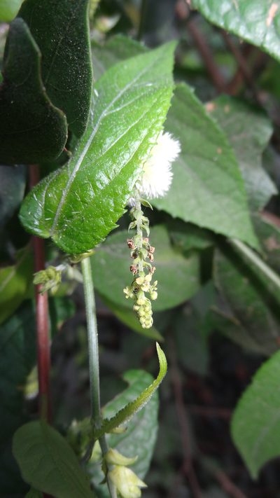 Tragia praetervisa, photographed by Siddarth Machado