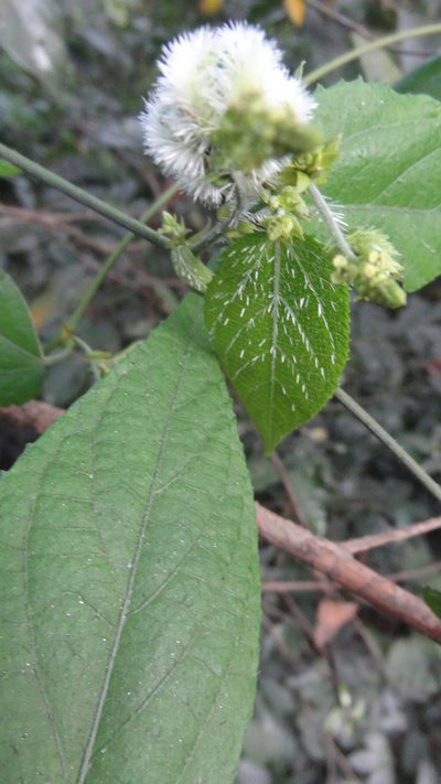 Tragia praetervisa, photographed by Siddarth Machado