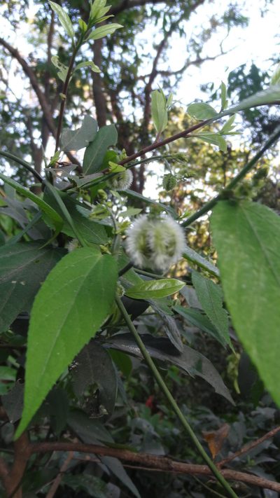 Tragia praetervisa, photographed by Siddarth Machado